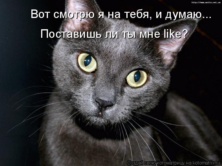 Вот смотрю я на тебя, и думаю... Поставишь ли ты мне like?... Котоматрица: Вот смотрю я на тебя, и думаю... Поставишь ли ты мне like?