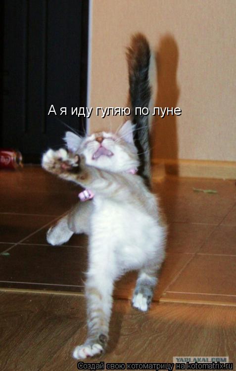 А я иду гуляю по луне... Котоматрица: А я иду гуляю по луне