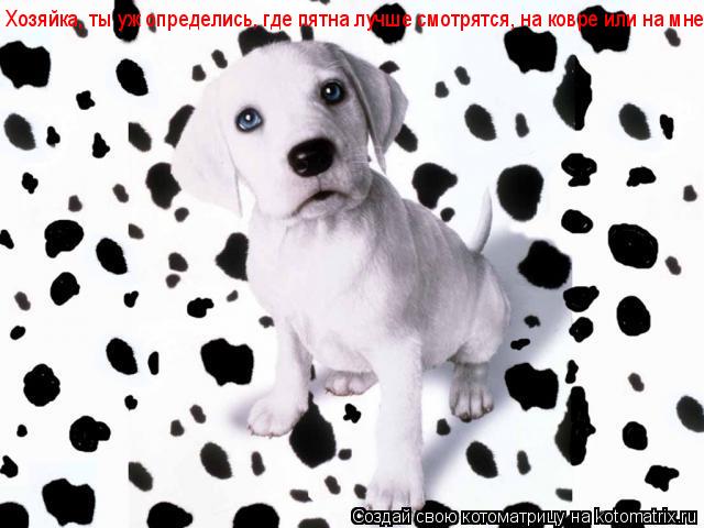 Хозяйка, ты уж определись, где пятна лучше смотрятся, на ковре или на мне...... Котоматрица: Хозяйка, ты уж определись, где пятна лучше смотрятся, на ковре или на мне...