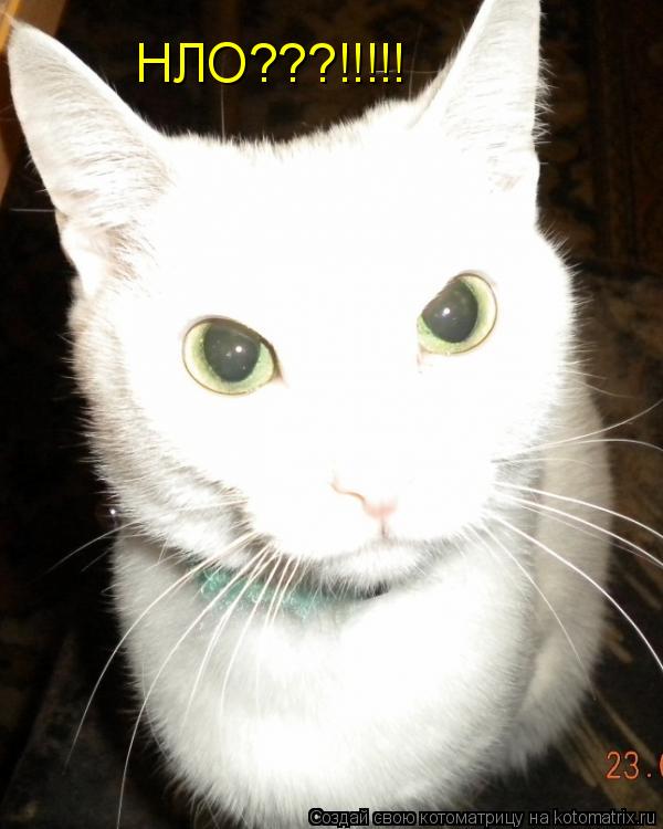 НЛО???!!!!!... Котоматрица: НЛО???!!!!!