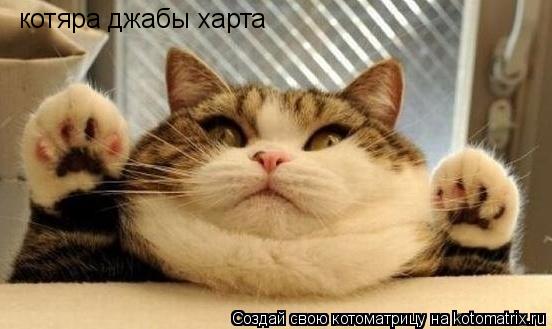 котяра джабы харта... Котоматрица: котяра джабы харта