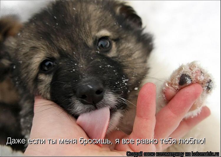 Даже если ты меня бросишь, я все равно тебя люблю!... Котоматрица: Даже если ты меня бросишь, я все равно тебя люблю!