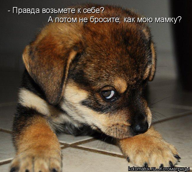 - Правда возьмете к себе? А потом не бросите, как мою мамку?... Котоматрица: - Правда возьмете к себе? А потом не бросите, как мою мамку?