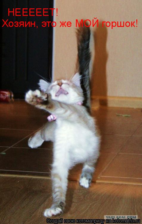 НЕЕЕЕЕТ! Хозяин, это же МОЙ горшок!... Котоматрица: НЕЕЕЕЕТ! Хозяин, это же МОЙ горшок!