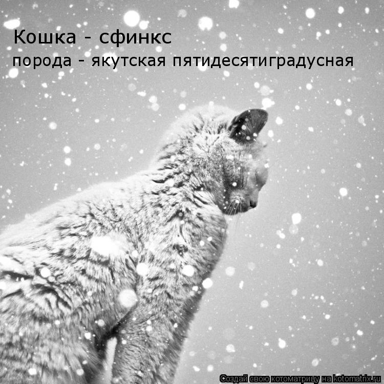 Кошка - сфинкс порода - якутская пятидесятиградусная... Котоматрица: Кошка - сфинкс порода - якутская пятидесятиградусная