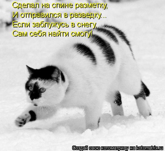Сделал на спине разметку, И отправился в разведку... Если заблужусь в снегу, Cам себя найти смогу!... Котоматрица: Сделал на спине разметку, И отправился в разведку... Если заблужусь в снегу, Cам себя найти смогу!