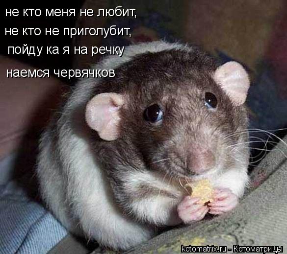 не кто меня не любит, не кто не приголубит, пойду ка я на речку наемся червячков... Котоматрица: не кто меня не любит, не кто не приголубит, пойду ка я на речку наемся червячков