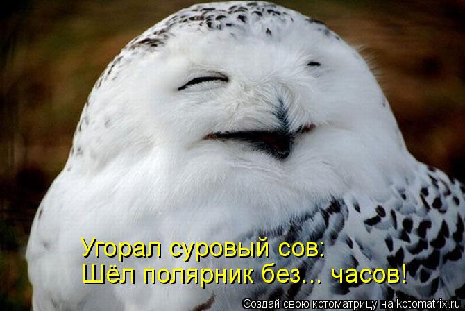 Угорал суровый сов: Шёл полярник без... часов!... Котоматрица: Угорал суровый сов: Шёл полярник без... часов!