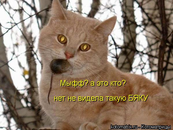 Мыфф? а это кто? нет не видела такую БЯКУ... Котоматрица: Мыфф? а это кто? нет не видела такую БЯКУ