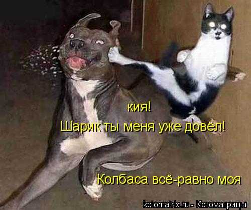 кия! Шарик ты меня уже довёл! Колбаса всё-равно моя... Котоматрица: кия! Шарик ты меня уже довёл! Колбаса всё-равно моя