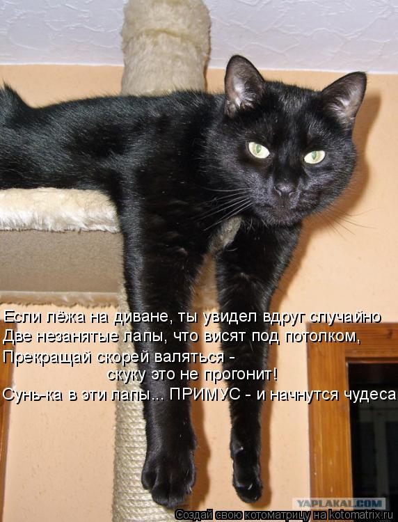 Если лёжа на диване, ты увидел вдруг случайно Две незанятые лапы, что висят под потолком, Прекращай с... Котоматрица: Если лёжа на диване, ты увидел вдруг случайно Две незанятые лапы, что висят под потолком, Прекращай скорей валяться - скуку это не прогонит!