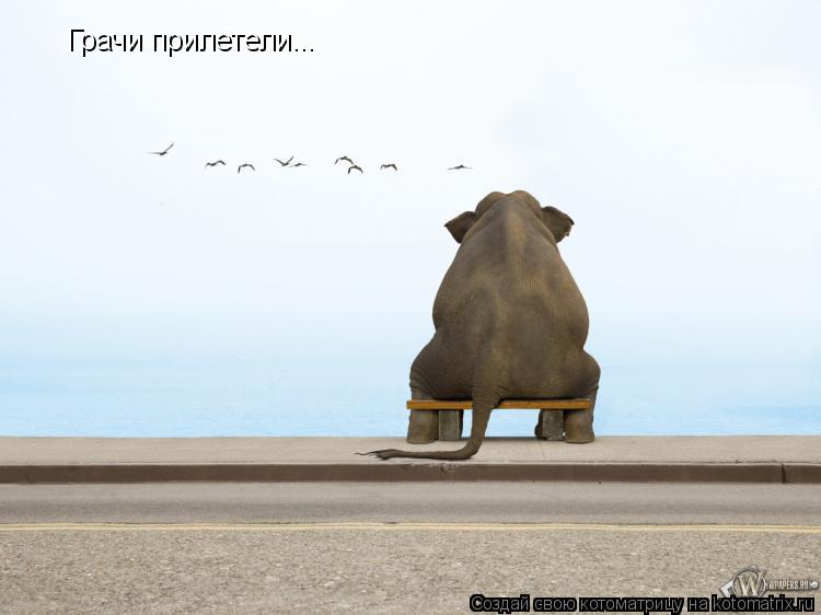 Грачи прилетели...... Котоматрица: Грачи прилетели...