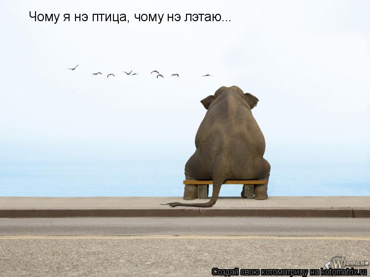 Чому я нэ птица, чому нэ лэтаю...... Котоматрица: Чому я нэ птица, чому нэ лэтаю...