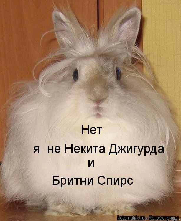 Нет я не Некита Джигурда и Бритни Спирс... Котоматрица: Нет я не Некита Джигурда и Бритни Спирс