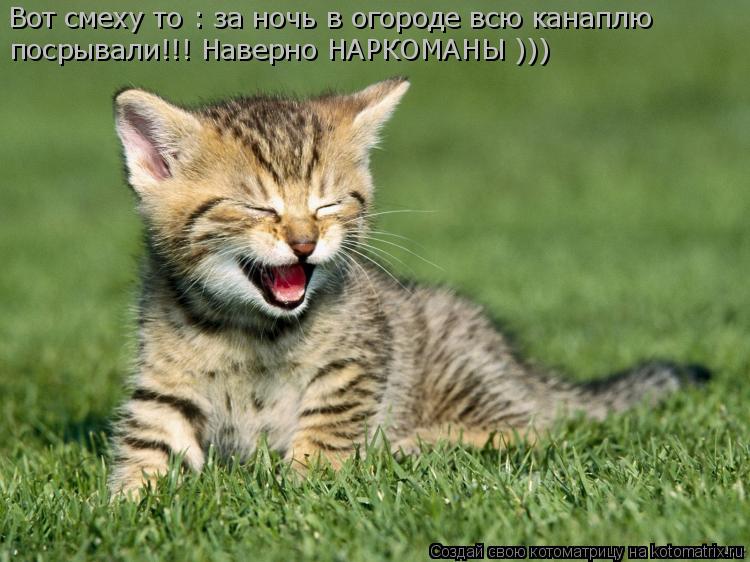 Вот смеху то : за ночь в огороде всю канаплю посрывали!!! Наверно НАРКОМАНЫ )))... Котоматрица: Вот смеху то : за ночь в огороде всю канаплю посрывали!!! Наверно НАРКОМАНЫ )))