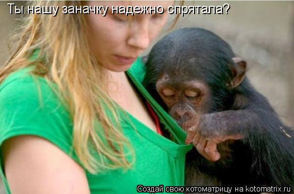 Ты нашу заначку надежно спрятала?... Котоматрица: Ты нашу заначку надежно спрятала?