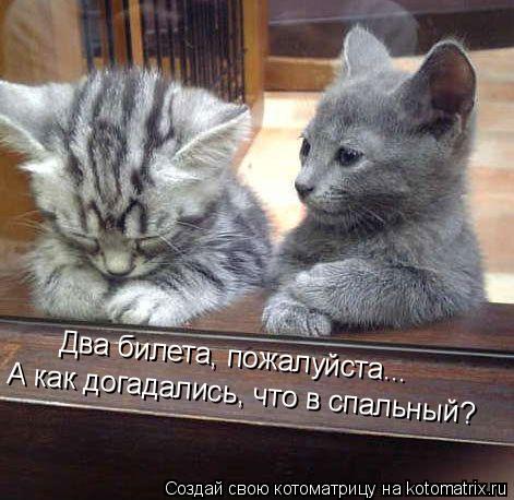 Два билета, пожалуйста... А как догадались, что в спальный?... Котоматрица: Два билета, пожалуйста... А как догадались, что в спальный?