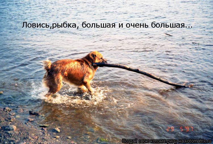 Ловись,рыбка, большая и очень большая...... Котоматрица: Ловись,рыбка, большая и очень большая...