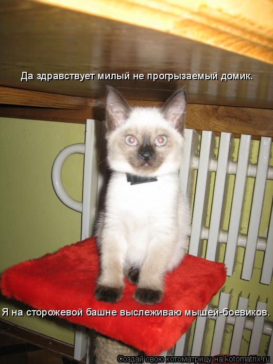 Я на сторожевой башне выслеживаю мышей-боевиков. Да здравствует милый не прогрызаемый домик.... Котоматрица: Я на сторожевой башне выслеживаю мышей-боевиков. Да здравствует милый не прогрызаемый домик.
