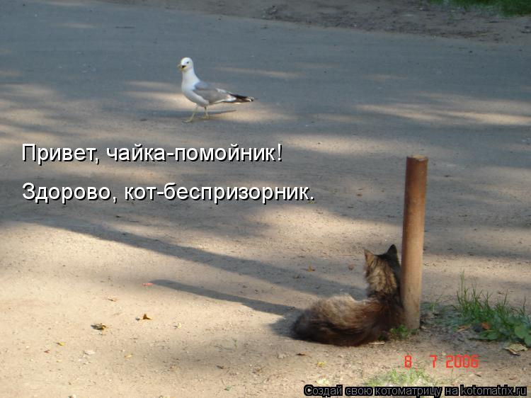 Привет, чайка-помойник! Здорово, кот-беспризорник.... Котоматрица: Привет, чайка-помойник! Здорово, кот-беспризорник.