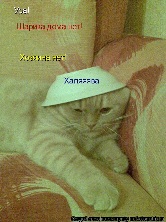Ура! Хозяина нет! Шарика дома нет! Халяяява... Котоматрица: Ура! Хозяина нет! Шарика дома нет! Халяяява