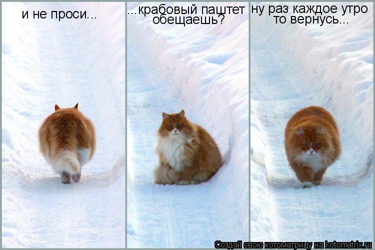 и не проси... ...крабовый паштет обещаешь? ну раз каждое утро то вернусь...... Котоматрица: и не проси... ...крабовый паштет обещаешь? ну раз каждое утро то вернусь...