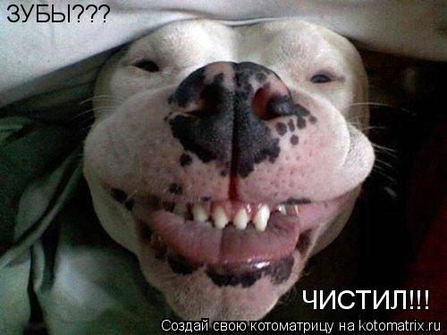 ЗУБЫ??? ЧИСТИЛ!!!... Котоматрица: ЗУБЫ??? ЧИСТИЛ!!!