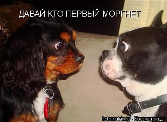 ДАВАЙ КТО ПЕРВЫЙ МОРГНЕТ... Котоматрица: ДАВАЙ КТО ПЕРВЫЙ МОРГНЕТ
