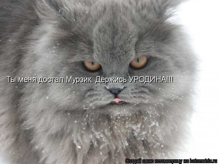 Ты меня достал Мурзик. Держись УРОДИНА!!!... Котоматрица: Ты меня достал Мурзик. Держись УРОДИНА!!!