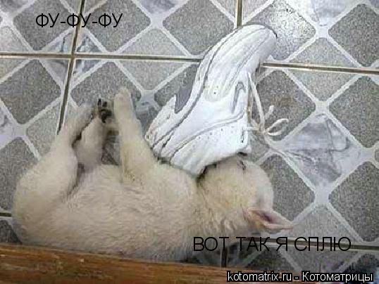 ФУ-ФУ-ФУ ВОТ ТАК Я СПЛЮ... Котоматрица: ФУ-ФУ-ФУ ВОТ ТАК Я СПЛЮ