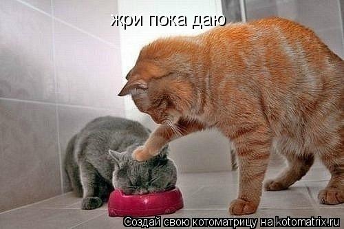 жри пока даю... Котоматрица: жри пока даю