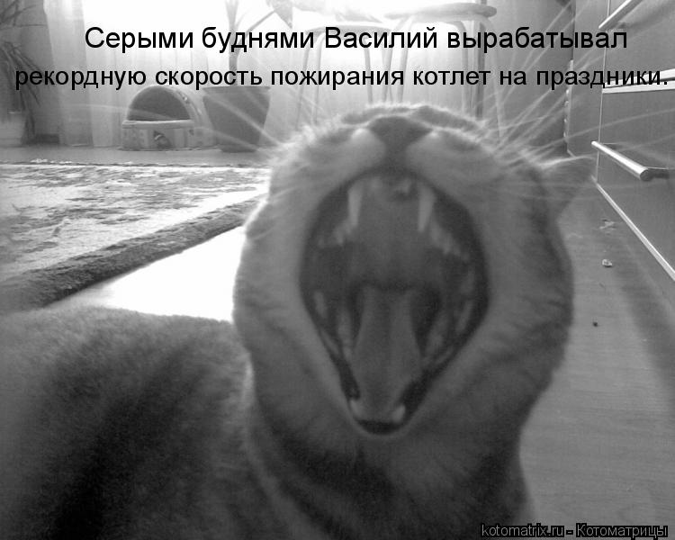 Серыми буднями Василий вырабатывал рекордную скорость пожирания котлет на праздники.... Котоматрица: Серыми буднями Василий вырабатывал рекордную скорость пожирания котлет на праздники.