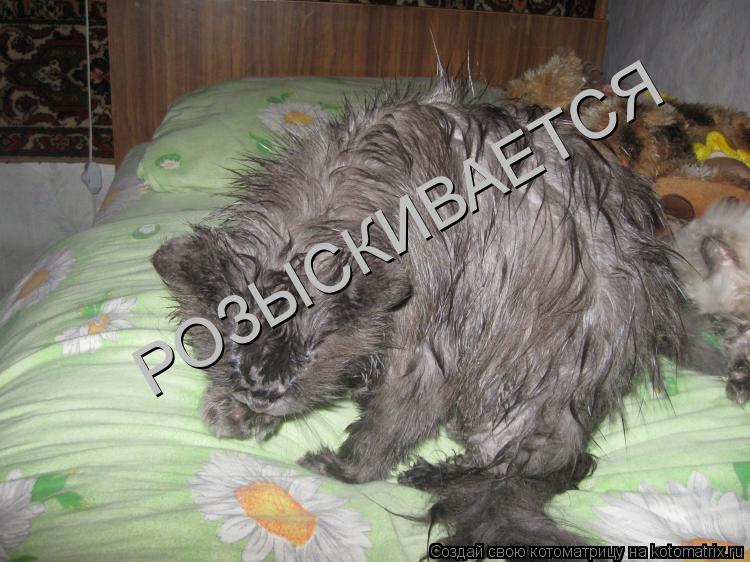 РОЗЫСКИВАЕТСЯ... Котоматрица: РОЗЫСКИВАЕТСЯ