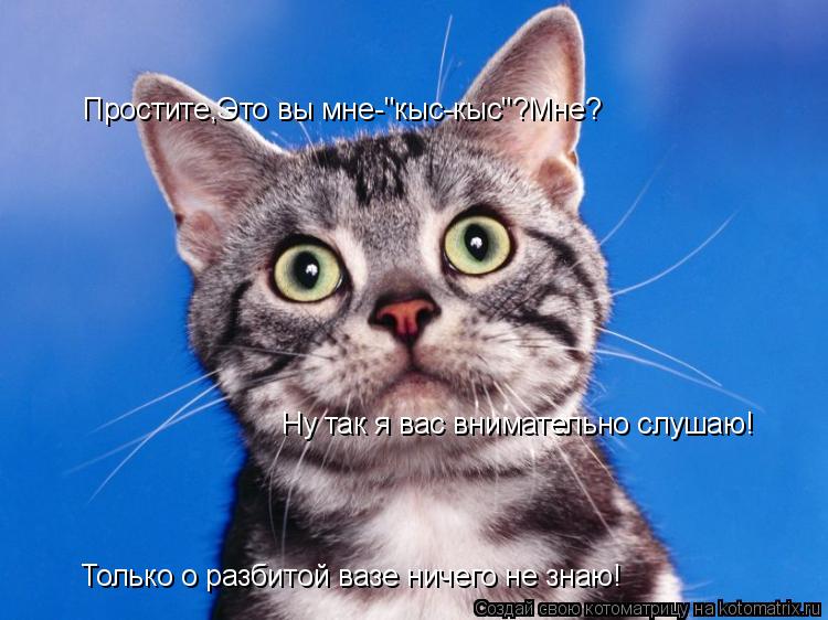 Простите,Это вы мне-"кыс-кыс"?Мне? Ну так я вас внимательно слушаю! Только о разбитой вазе ничего не ... Котоматрица: Простите,Это вы мне-"кыс-кыс"?Мне? Ну так я вас внимательно слушаю! Только о разбитой вазе ничего не знаю!