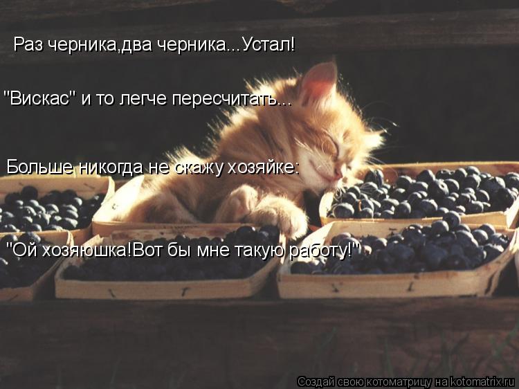 Раз черника,два черника...Устал! "Вискас" и то легче пересчитать... Больше никогда не скажу хозяйке: ... Котоматрица: Раз черника,два черника...Устал! "Вискас" и то легче пересчитать... Больше никогда не скажу хозяйке: "Ой хозяюшка!Вот бы мне такую работу!"