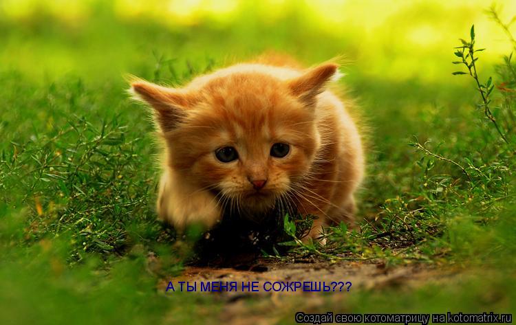 А ТЫ МЕНЯ НЕ СОЖРЕШЬ???... Котоматрица: А ТЫ МЕНЯ НЕ СОЖРЕШЬ???