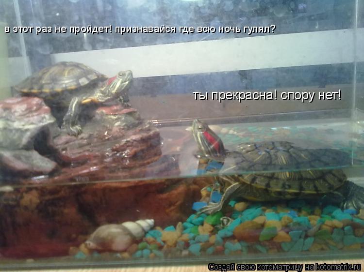 ты прекрасна! спору нет! в этот раз не пройдет! признавайся где всю ночь гулял?... Котоматрица: ты прекрасна! спору нет! в этот раз не пройдет! признавайся где всю ночь гулял?
