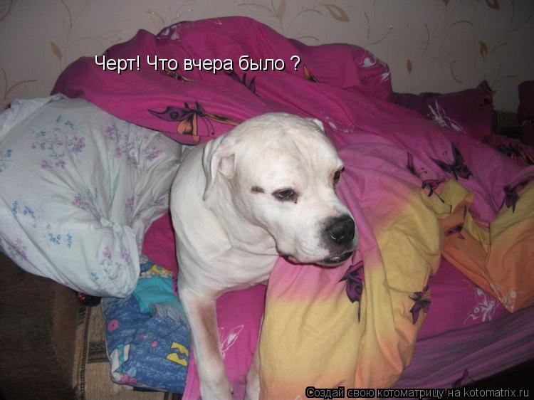 Котоматрица: Черт! Что вчера было ?