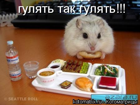 Котоматрица: гулять так гулять!!!