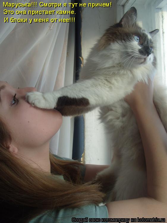 Котоматрица: Маруська!!! Смотри я тут не причем! Это она пристает камне. И блохи у меня от нее!!!