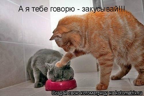 Котоматрица: А я тебе говорю - закусывай!!!
