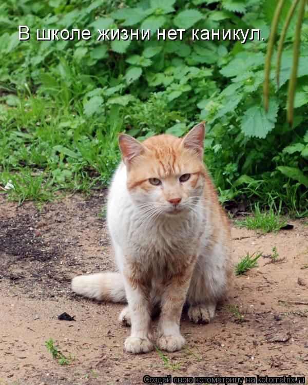 Котоматрица: В школе жизни нет каникул.
