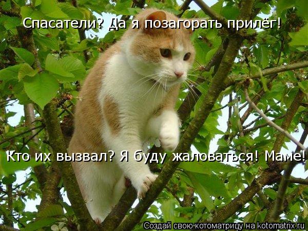 Котоматрица: Спасатели? Да я позагорать прилёг! Кто их вызвал? Я буду жаловаться! Маме! Кто их вызвал? Я буду жаловаться! Маме!