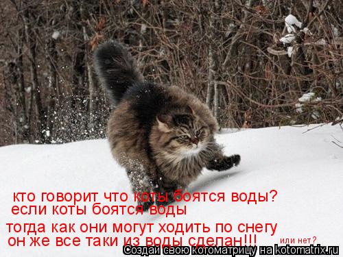 Котоматрица: кто говорит что коты боятся воды? если коты боятся воды  тогда как они могут ходить по снегу  он же все таки из воды сделан!!! или нет?