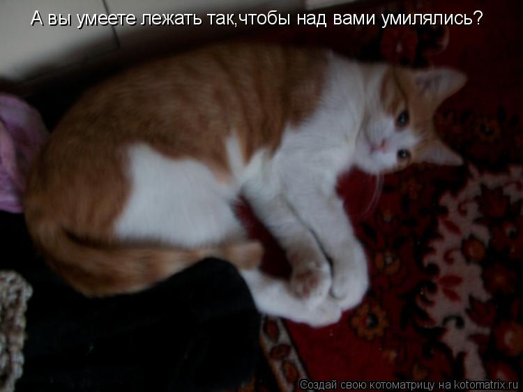 Котоматрица: А вы умеете лежать так,чтобы над вами умилялись?