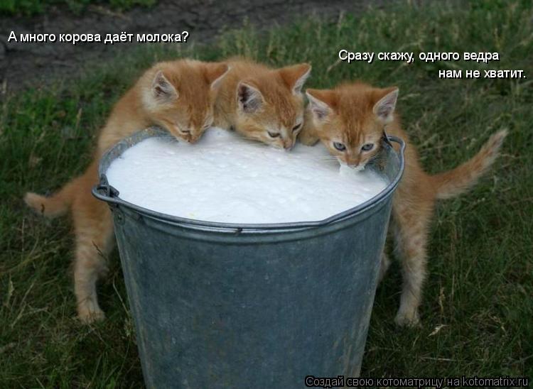 Котоматрица: А много корова даёт молока? Сразу скажу, одного ведра нам не хватит.