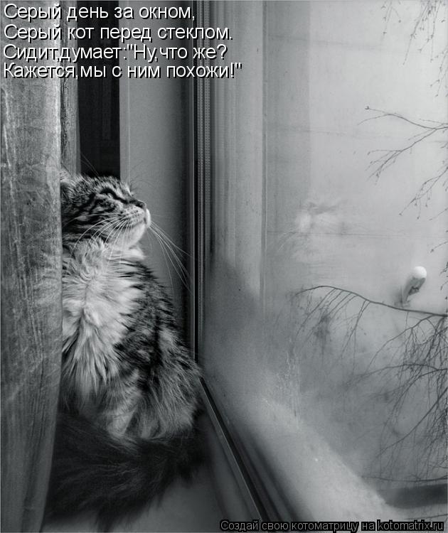 Котоматрица: Серый день за окном, Серый кот перед стеклом. Сидит,думает:"Ну,что же? Кажется,мы с ним похожи!"