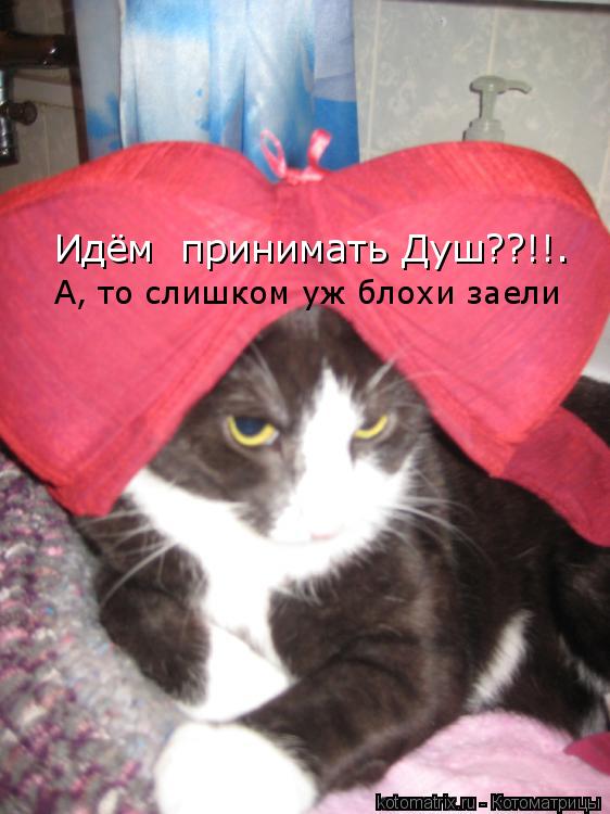 Котоматрица: Идём  принимать Душ??!!™ А, то слишком уж блохи заели