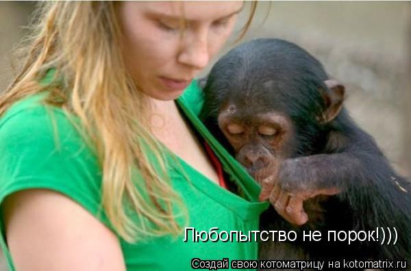 Котоматрица: Любопытство не порок!)))