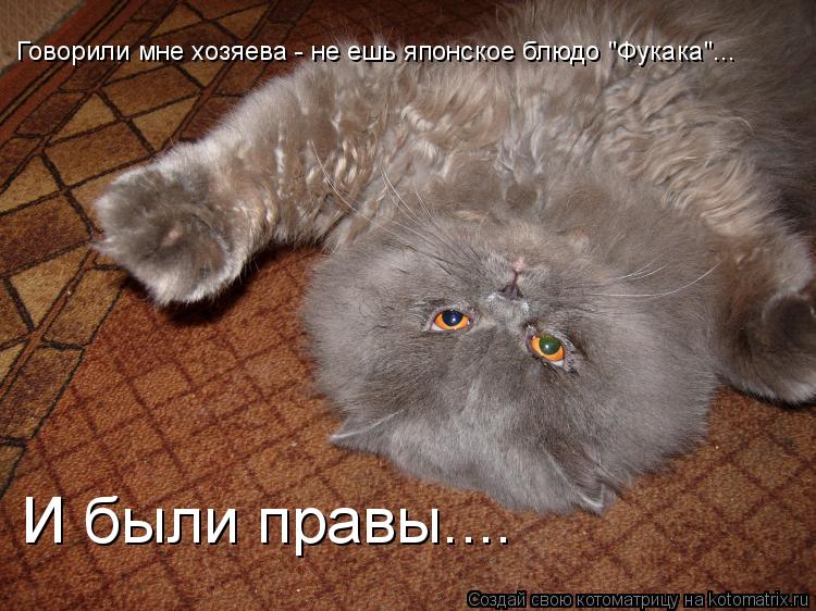 Котоматрица: Говорили мне хозяева - не ешь японское блюдо "Фукака"... И были правы....